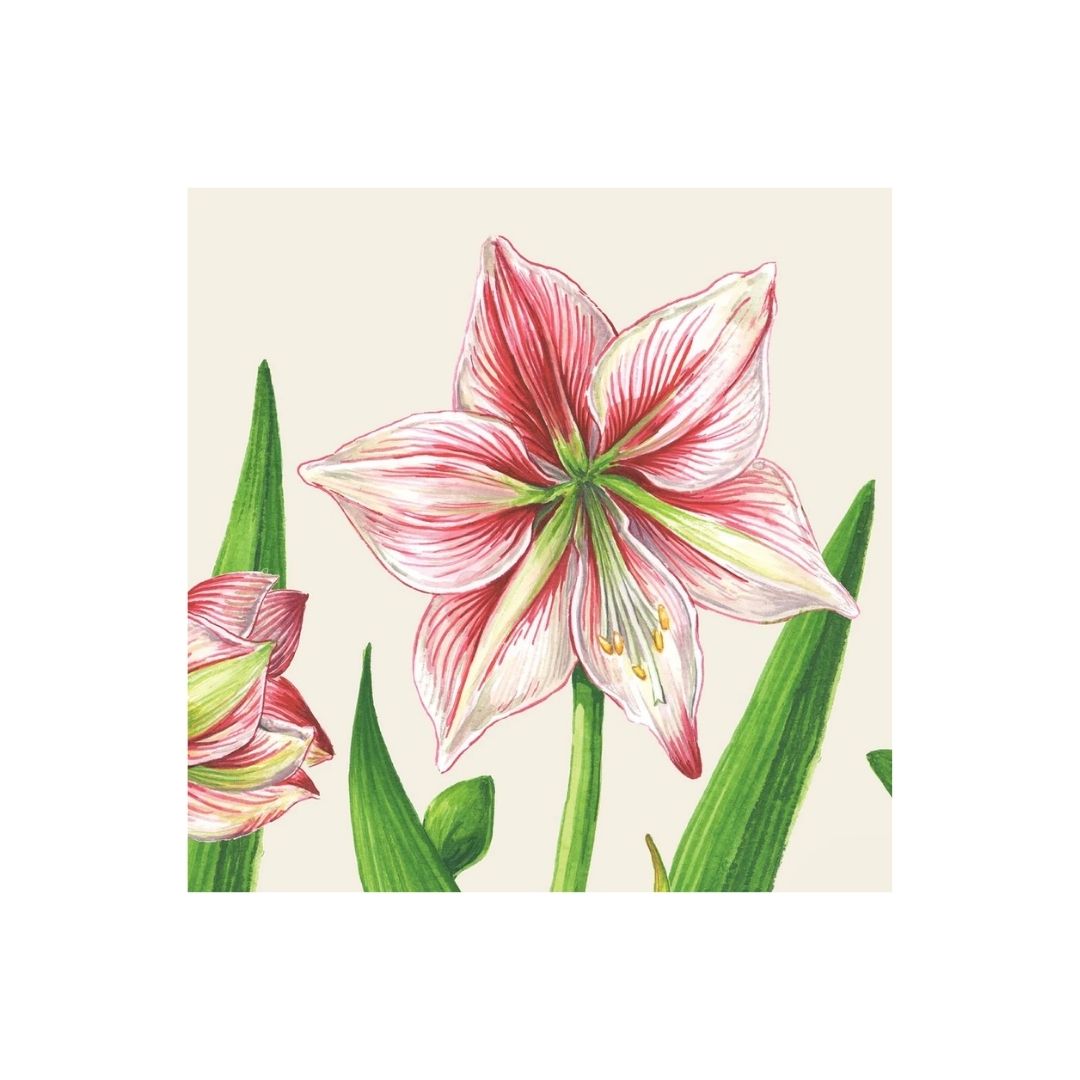 AMARYLLIS BLOOMS COCKTAIL NAPKIN  PACK OF 20 - HESTER & COOK - Compralo en CorinneRegalos.com