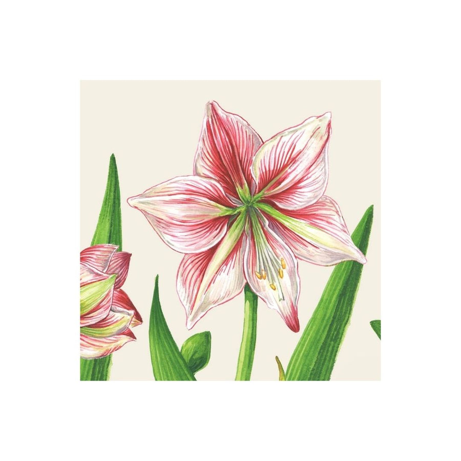 AMARYLLIS BLOOMS COCKTAIL NAPKIN  PACK OF 20 - HESTER & COOK - Compralo en CorinneRegalos.com